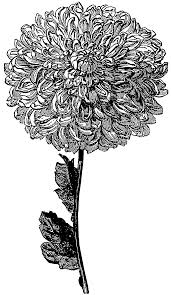 Black And White Flower Crown Drawing Pin By Richard Crawford On Delete On Facebook Flower Drawing Flower Crown Drawing Flower Clipart