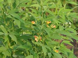 Image result for Cajanus cajan