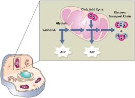 The short term storage of carbohydrate is as glycogen in muscles. The Functions Of Carbohydrates In The Body