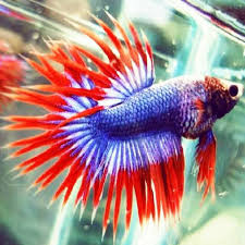 Ikan cupang atau biasa disebut betta fish merupakan salah satu jenis ikan hias yang memiliki nah itulah contoh kriteria untuk ikan cupang serit / crowntail untuk diajukan ke kontes ikan cupang. Cupang Serit Maskot Shopee Indonesia