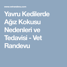 yavru kedilerde agiz kokusu nedenleri ve tedavisi vet randevu yavru kediler kedi agiz kokusu