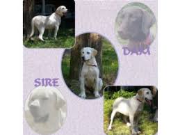 We support akc limited registration. Labrador Retriever Puppies In Texas