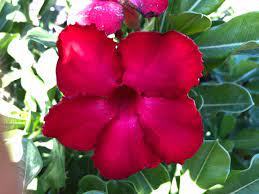 Maria S Garden Desert Rose Plant Nursery Succulent Plants Desert Rose Plant Nursery Plant Signs
