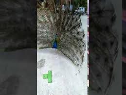 Tavus Kuslarinin Kanatlarini Acmasi Ve Sesleri Doktorun Yeri Erdemli Mersin Mart 2016 Youtube