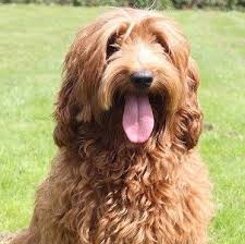 It was developed from labradors, poodles, english and american cocker spaniels, curly coated this helps ensure they're the right fit before you bring them home. House Of Australian Labradoodles Home Facebook