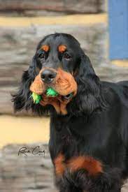 We did not find results for: 900 Flat Coat Retreivers Setters Ideas In 2021 Irish Setter Dogs Puppies