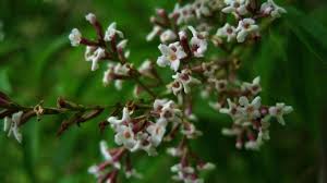 Member at large of the embroiderer's guild of america. Lemon Verbena Characteristics Cultivation Care And Use Live Native Com