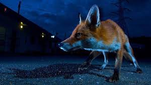 I'm sometimes joined by my kids. Human Activity Is Causing More And More Animals To Embrace The Night Animals Foxes Photography Fox