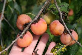 The astringency is due to tannins that dissipate as the fruits soften. Deer Magnet Persimmon Late Drop Chestnut Hill Nursery