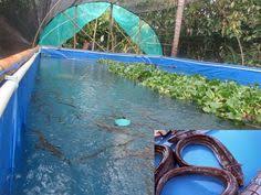 Cara Mudah Dan Efektif Budidaya Ikan Sidat Di Kolam Terpal Menambah Nilai Ekonomi Kolam Ikan Petani