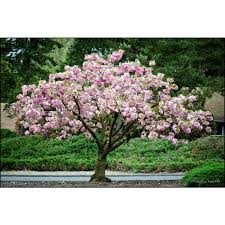 Results for home and garden/plants: Online Orchards Kwanzan Cherry Blossom Tree Bare Root Flch001 The Home Depot