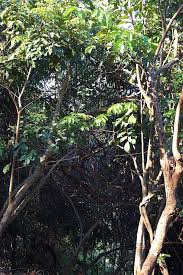 Image result for Aporrhiza paniculata