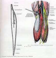 Anatomical study of the gastrocnemius venous network and proposal for a classification of the veins. Anatomy Atlases Illustrated Encyclopedia Of Human Anatomic Variation Opus Ii Cardiovascular System Popliteal Artery And Vein Trapped In The Medial Head Of Gastrocnemius Variant Vein Duplicating The Popliteal Vein