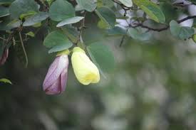 Image result for Alvesia