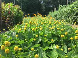 Image result for Spilanthes