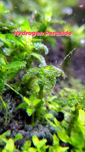 Image result for Didymoglossum erosum