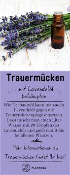 Mucken Mit Hausmitteln Bekampfen Diese Tricks Helfen Wirklich Plantura Mucken Mit Hausmitteln Bekampfen Die In 2020 Trauermucken Hausmittel Schadlingsbekampfung