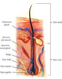 Therapeutic Potential Of Stem Cells In Follicle Regeneration
