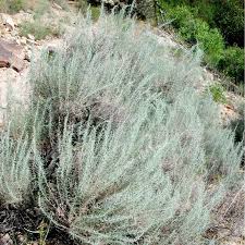 Image result for Artemisia sp.no.1