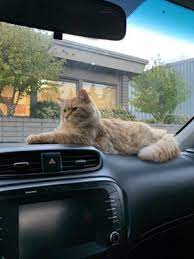 11419 bridgeport way sw, lakewood (wa), 98499, united states. Pet Doctor 14 Photos 49 Reviews Veterinarians 11419 Bridgeport Way Sw Lakewood Wa Phone Number