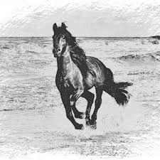 Black And White Horse Names Female Syed Shadan Wasi Ali Shadan00786 Twitter Horses Oversized Canvas Wall Art Cross Paintings