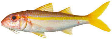 Yellow goatfish - Wikipedia
