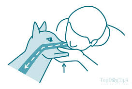 How To Do Cpr On A Dog The Full Guide For Beginners