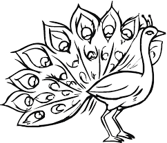 Download and print free printable peacock 2 coloring pages. Online Coloring Pages Coloring Pagepeacock Peacock Coloring Pages For Kids