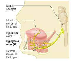 Cranial Nerve 12 Hypoglossal Nerve It Is A Primarily Motor Nerve It Provides Tongue Movements For Speech Fo Hypoglossal Nerve Nerve Anatomy Cranial Nerves