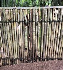 If we used a bamboo pole, unprocessed or treated with chemicals, and build with it the pole may be attacked by insects, fungus and rot and may last for under 2 years. How Long Can Bamboo Last Better Bamboo Buildings