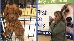 5 miles 10 miles 25 miles 50 miles 100 miles 200 miles 500 miles. Adoption Day Arrives For Puppies Seized From Tampa Breeder