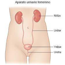 Infeccion Del Tracto Urinario En Embarazo Care Guide Information En Espanol