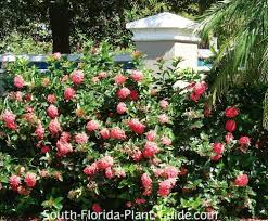 Image result for Ixora praetermissa