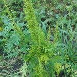 Image result for Dysphania schraderiana