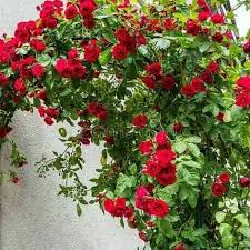 Jual bunga mawar merah kualitas masih segar untuk hadiah romantis. Sutris Bibit Bunga Mawar Rambat Merah Bibit Tanaman Hias Terbaru Agustus 2021 Harga Murah Kualitas Terjamin Blibli