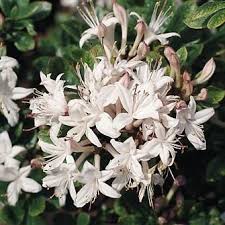 Rhododendron Viscosum Sommerduft Is A Beautiful Plant It Flowers In The End Of June Plants Azaleas Flowers