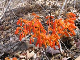 Image result for Hildegardia