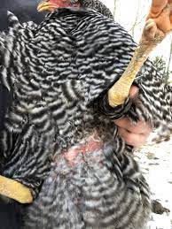 The chicken (gallus gallus domesticus), a subspecies of the red junglefowl, is a type of domesticated fowl, originally from asia. Water Belly Ascites In Chickens The Cape Coop