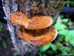Image result for Phellinus gilvus