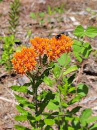 Image result for Asclepias foliosa