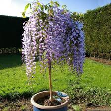 Blauregen Stammchen Prolific Online Kaufen Bei Gartner Potschke Pflanzen Blauregen Mediterrane Pflanzen Winterhart