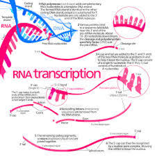 Dnarna protein synthesis mutations short answer. Ninth Grade Lesson Protein Synthesis Part 3 Betterlesson