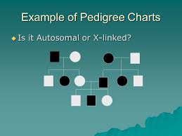 Pedigree Charts The Family Tree Of Genetics Ppt Download