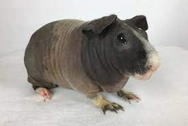 This meant that the first generations of hairless guinea pigs were prone to illnesses and immune problems. Skinny Pig Wikipedia