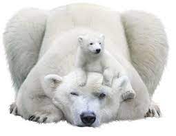 Pin By Deb Snyder On Allatok Baby Polar Bears Polar Bear Cute Baby Animals