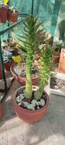 Image result for Austrocylindropuntia