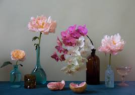 Uinta basin hookless cactus (sclerocactus wetlandicus). Doan Ly Of A P Bio Not Your Grandmother S Florist Design Phaidon