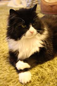 Making A Good Living Environment For Your Cat Check This Useful Article By Going To The Link At The Image Catstraining Cats Pretty Cats Cat Facts