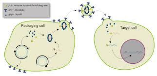 Vectors In Gene Therapy Wikipedia