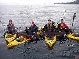 The first is the connection between fish and their habitats. Salmon Shark Fishing In Kayaks Kayak Fishing Kayaking Shark Fishing